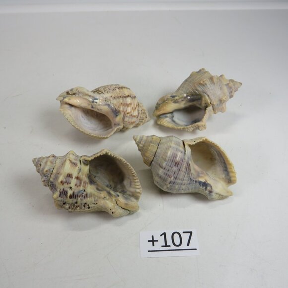 Peach & Navy Colored REAL Sea Shells about 3" long personally gathered - Picture 1 of 5